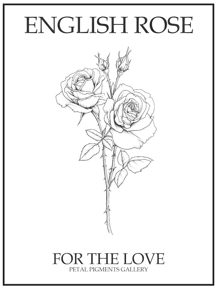English Rose Black And White Line Drawing 14 Poster