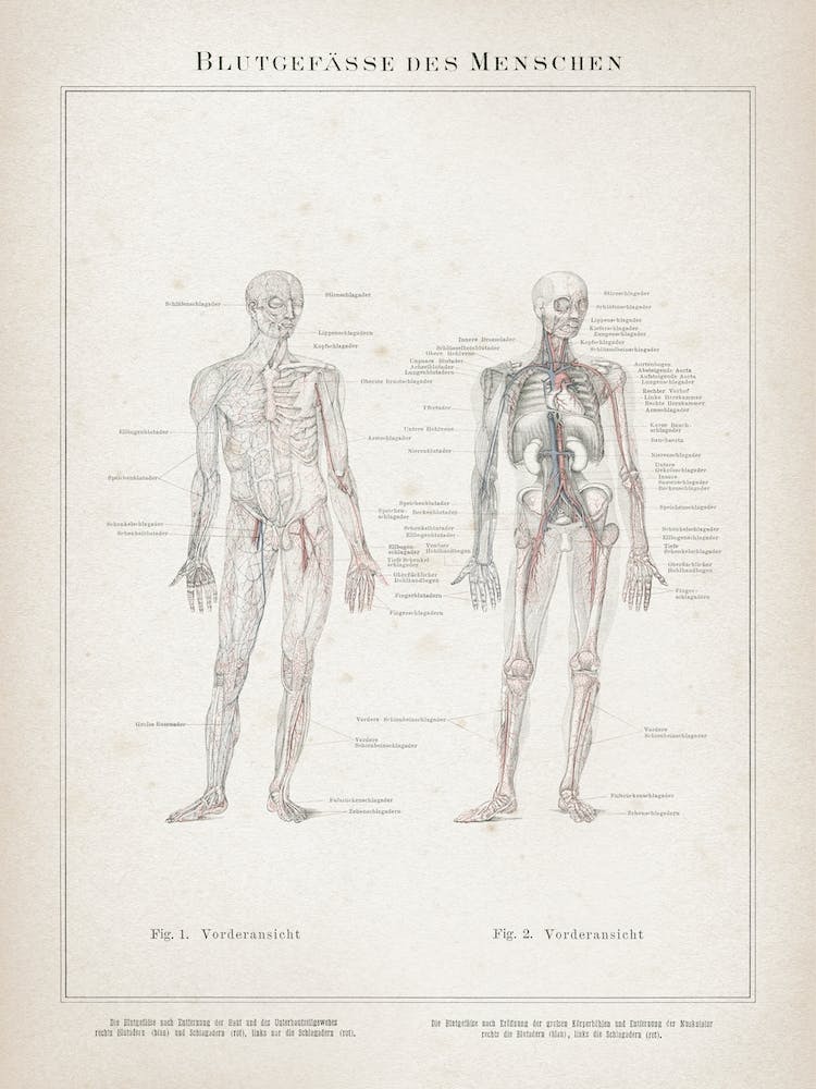 Vintage Meyers 7 Blutgefässe Des Menschen