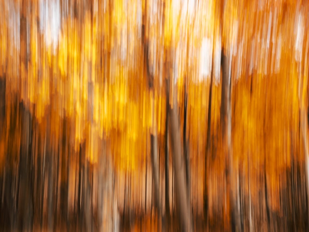 Espenliebe - Abstraktes Herbstlaub