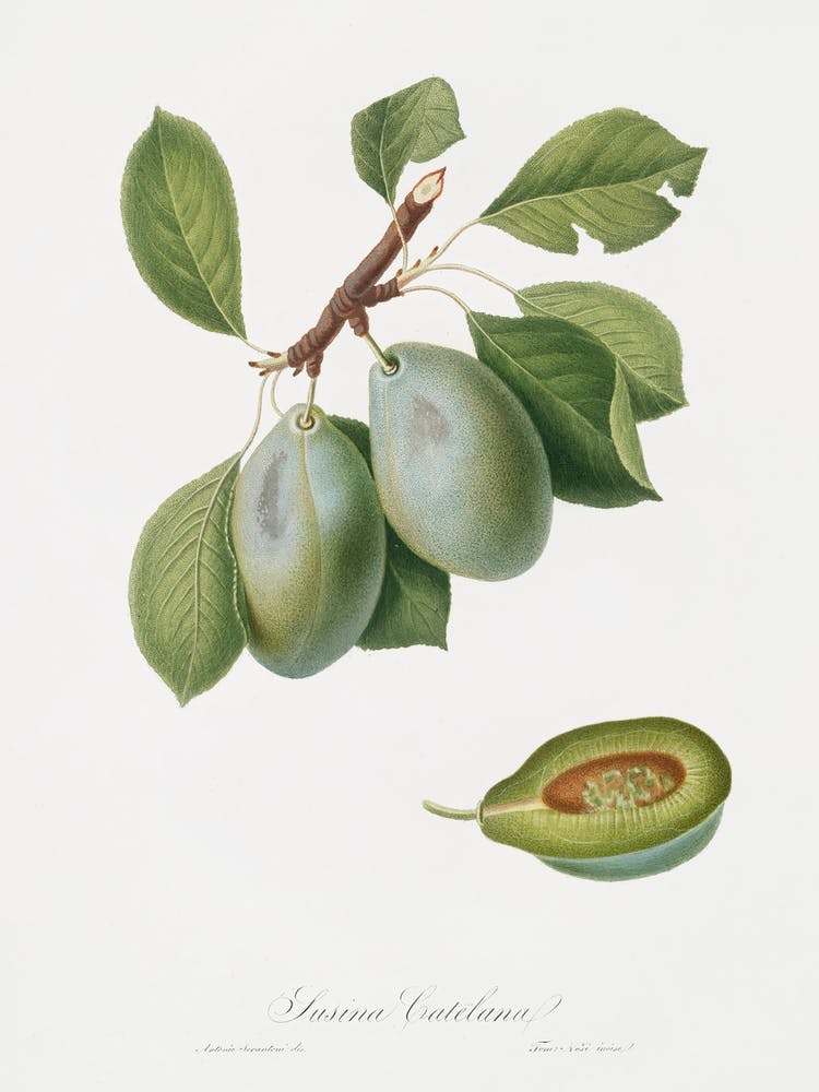 Plum (Prunus Catalanica) From Pomona Italiana (1817 1839), Giorgio Gallesio