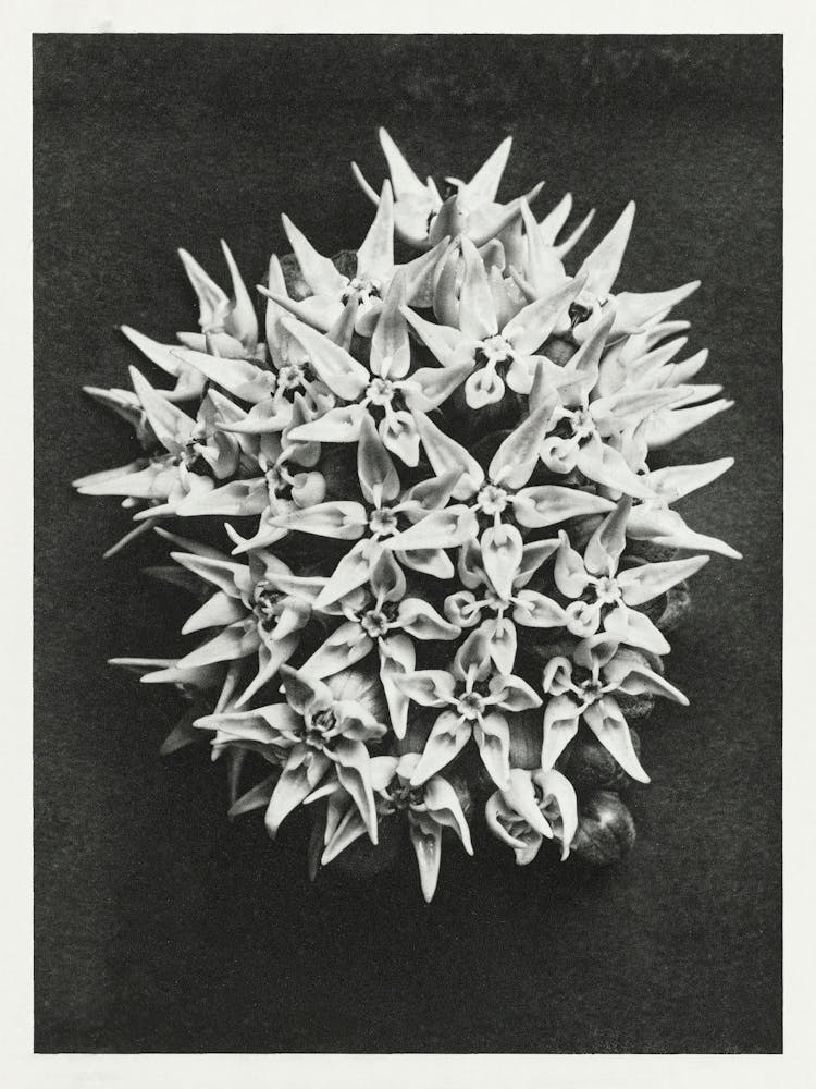 Showy Milkweed (1928), Karl Blossfeldt 1