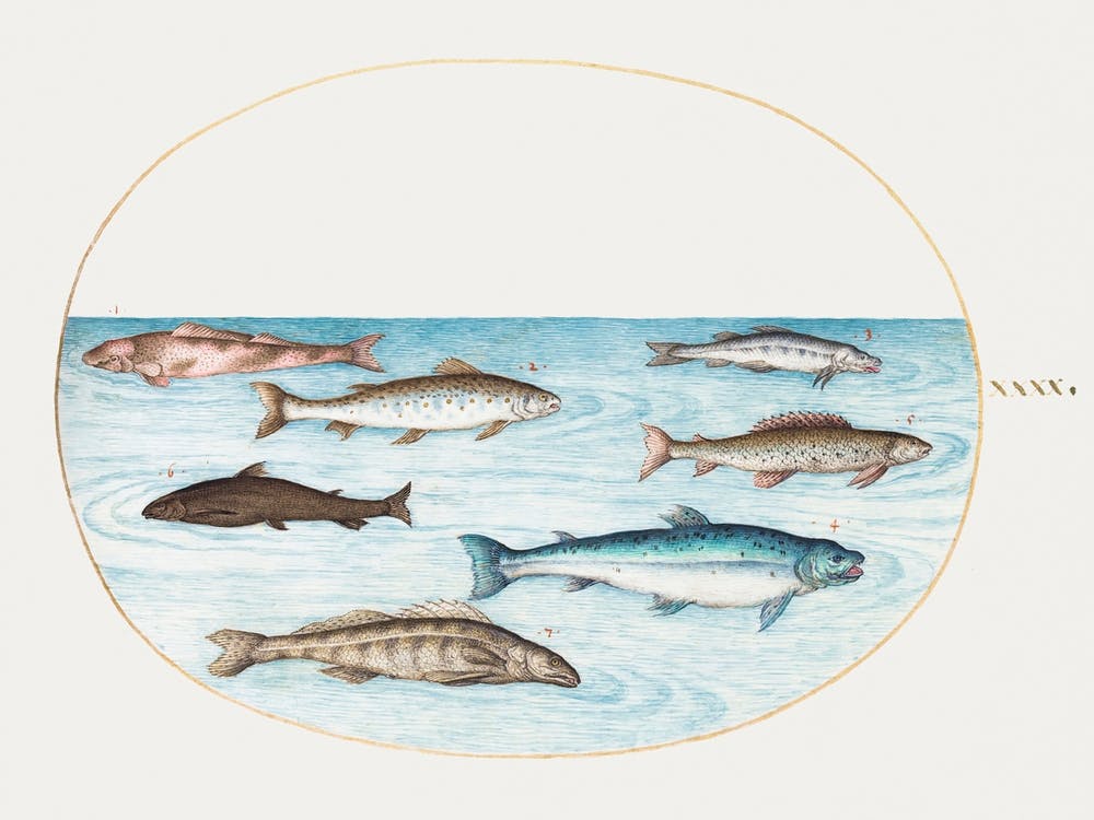 Lachs, Forelle und Süßwasserfische (1575–1580), Joris Hoefnagel