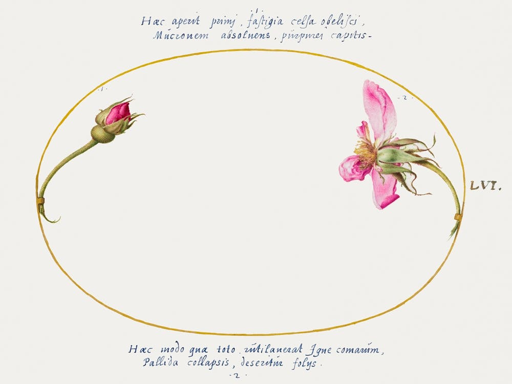 A Rosebud And A Disintegrating Pink Rose (1575–1580), Joris Hoefnagel