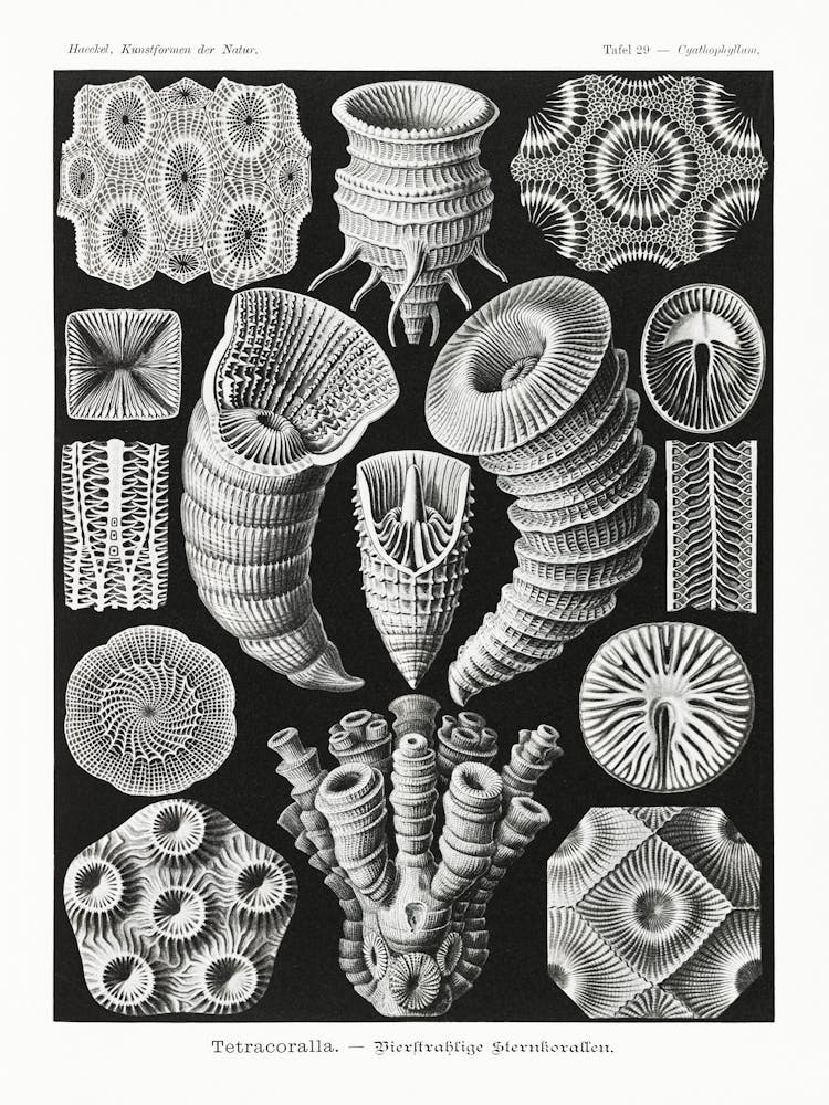 Tetracoralla–Bierstrahlige Sternkorallen From Kunstformen Der Natur (1904) By Ernst Haeckel