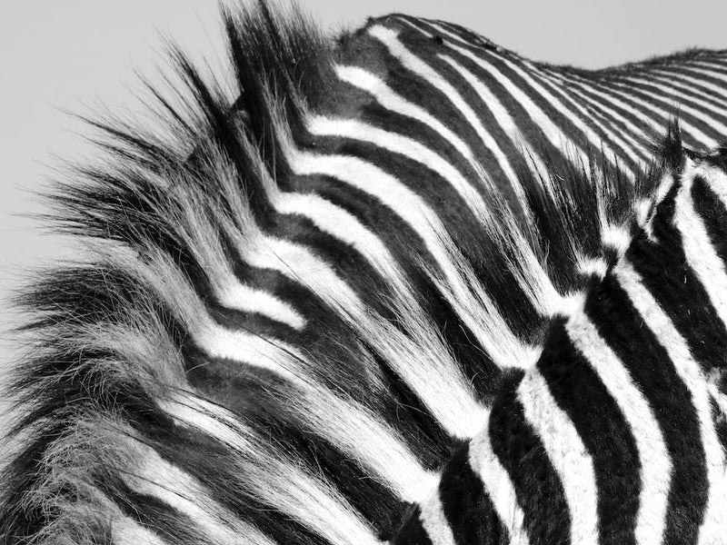 Two Zebra Males