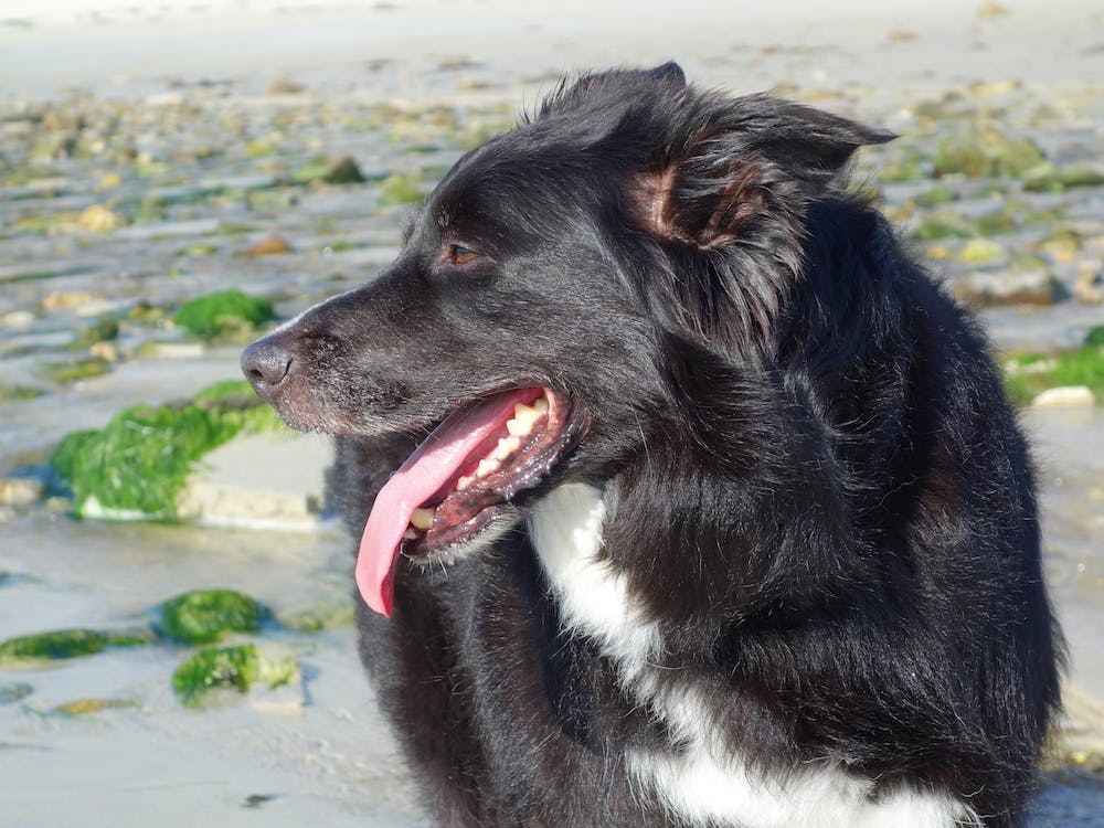 Border Collie On The Beach 2