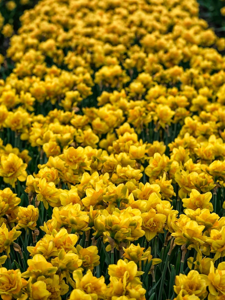 Field of Narcissus