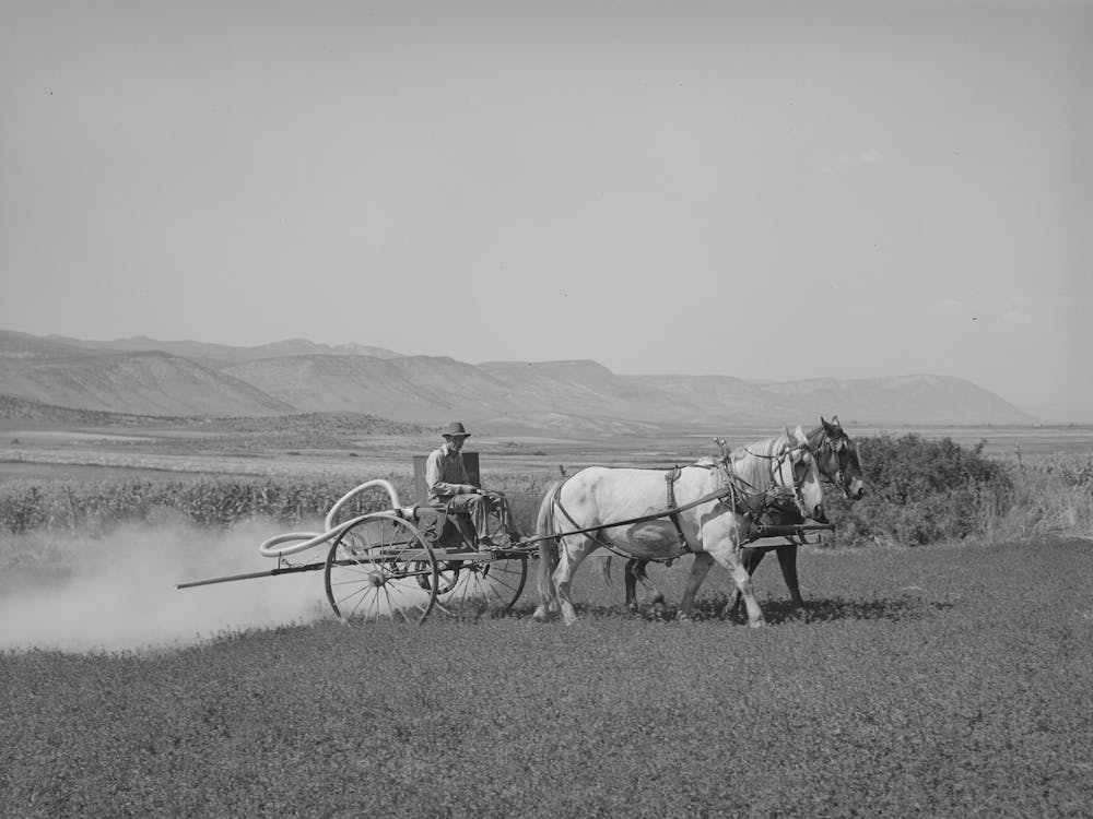 Duster Of The Allen Valley Duster Association In Action, Sanpete County, Utah, This Is A Fsa (Farm Security