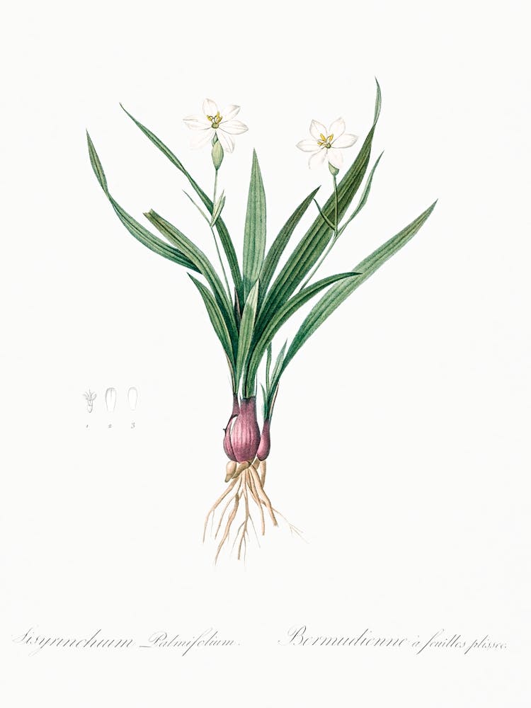 Lagrimas De La Virgen Illustration From Les Liliacées (1805), Pierre Joseph Redoute