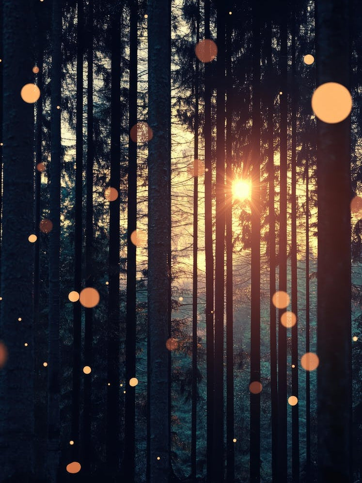 Fireflies In The Forest 3