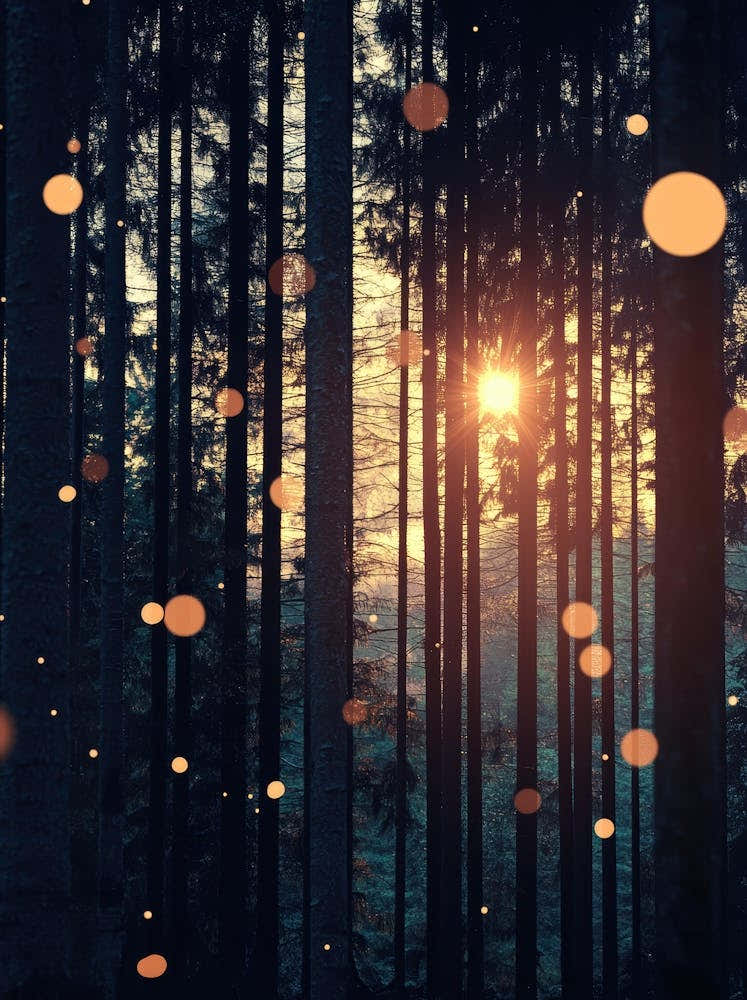 Fireflies In The Forest 3