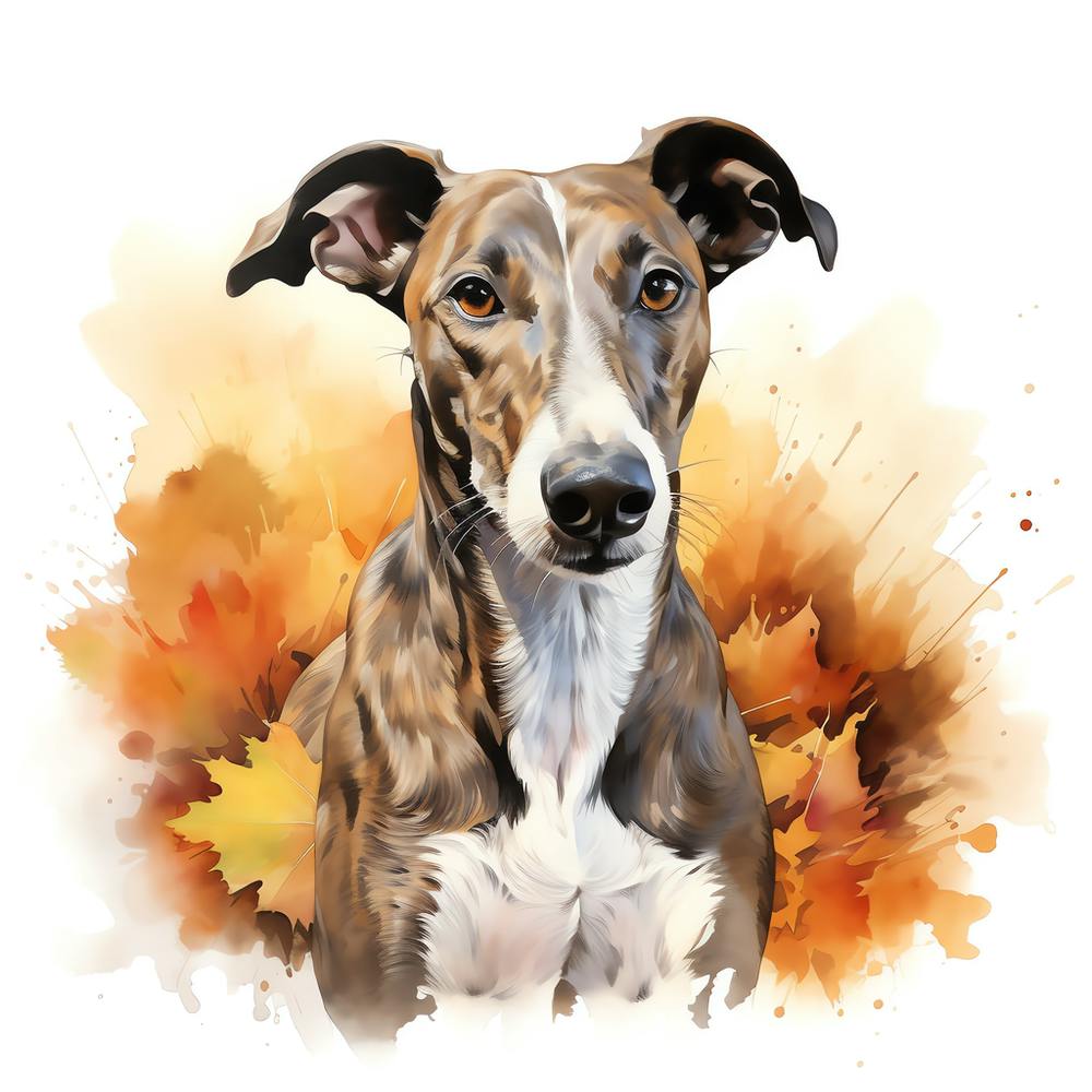 Tan and White Greyhound Autumn Colours