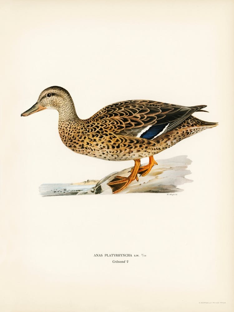 Mallard Female, The Von Wright Brothers