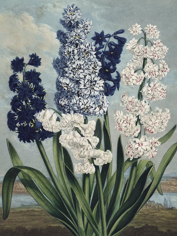 Vintage Thornton 6 Hyacinths