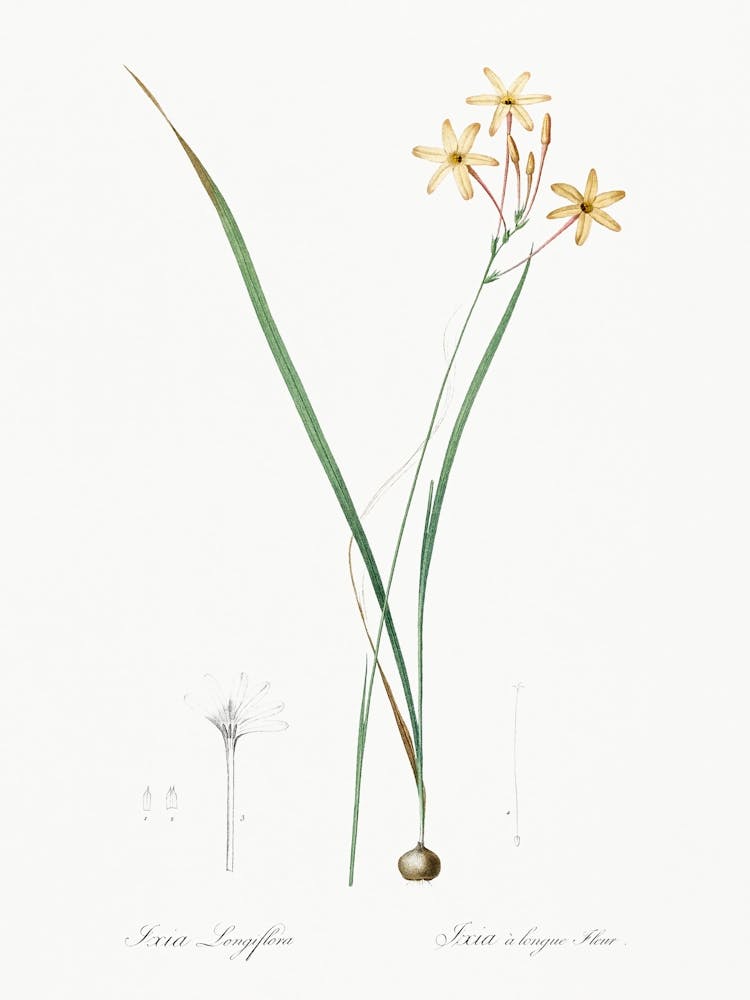 Ixia Longiflora Illustration From Les Liliacées (1805), Pierre Joseph Redoute