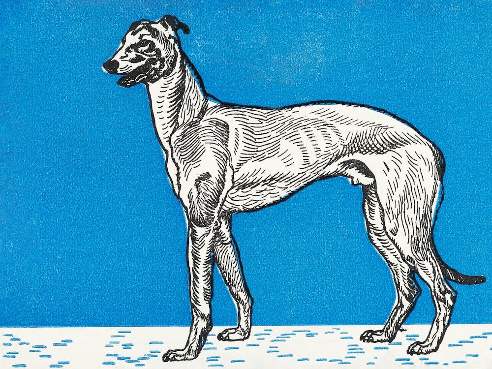 Greyhound, Moriz Jung