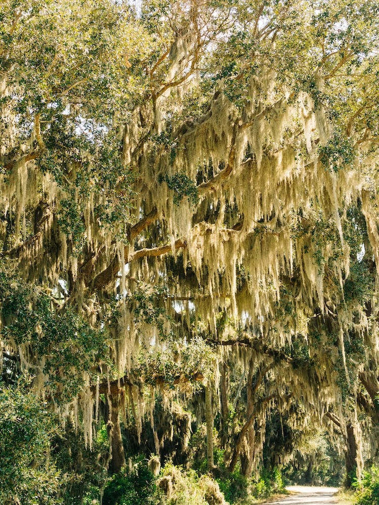 Savannah National Wildlife Refuge II