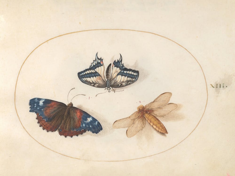 Two Butterflies and a Dragonfly(c. 1575-1580), Joris Hoefnagel