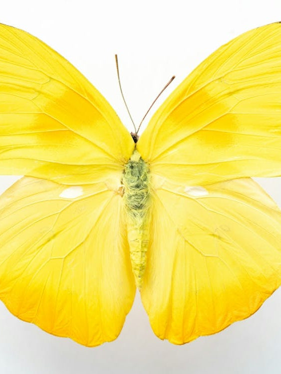 Bright yellow butterfly - insect and animal nature and travel photography by Christa Stroo Photography