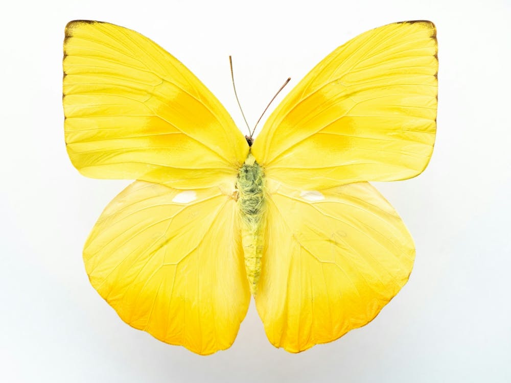 Bright yellow butterfly - insect and animal nature and travel photography by Christa Stroo Photography