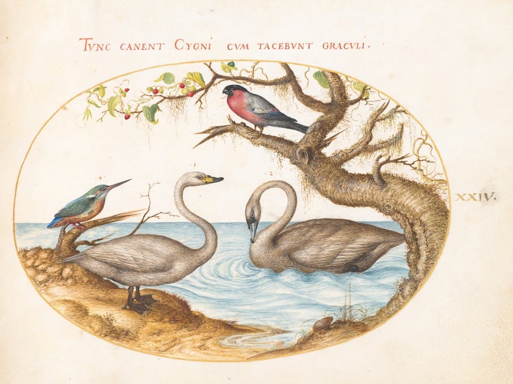 Animalia Volatilia et Amphibia (ca. 1575-1580), Joris Hoefnagel (3)