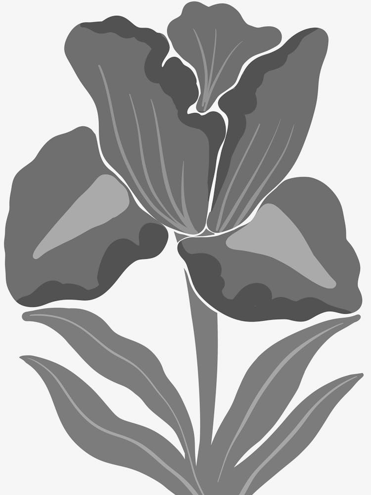 Tulpe