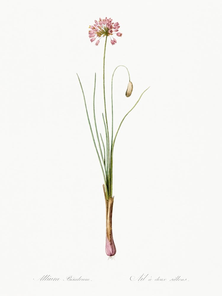 Autumn Onion Illustration From Les Liliacées (1805), Pierre Joseph Redoute