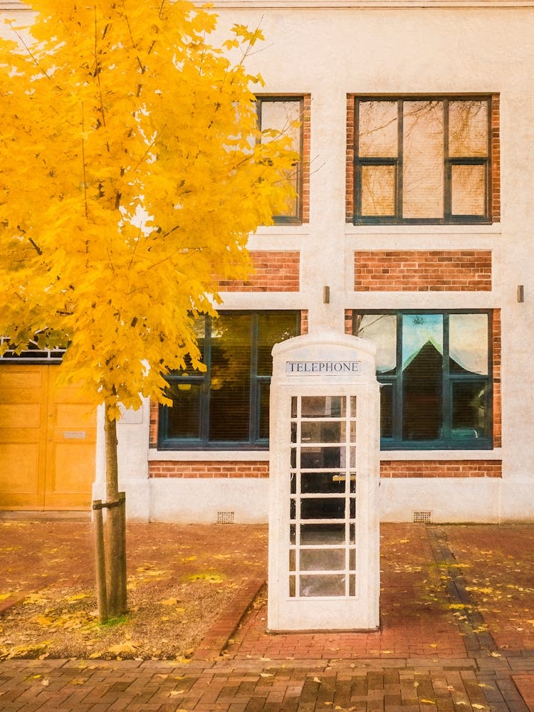 Cream Telephone Box And Autumn Tree