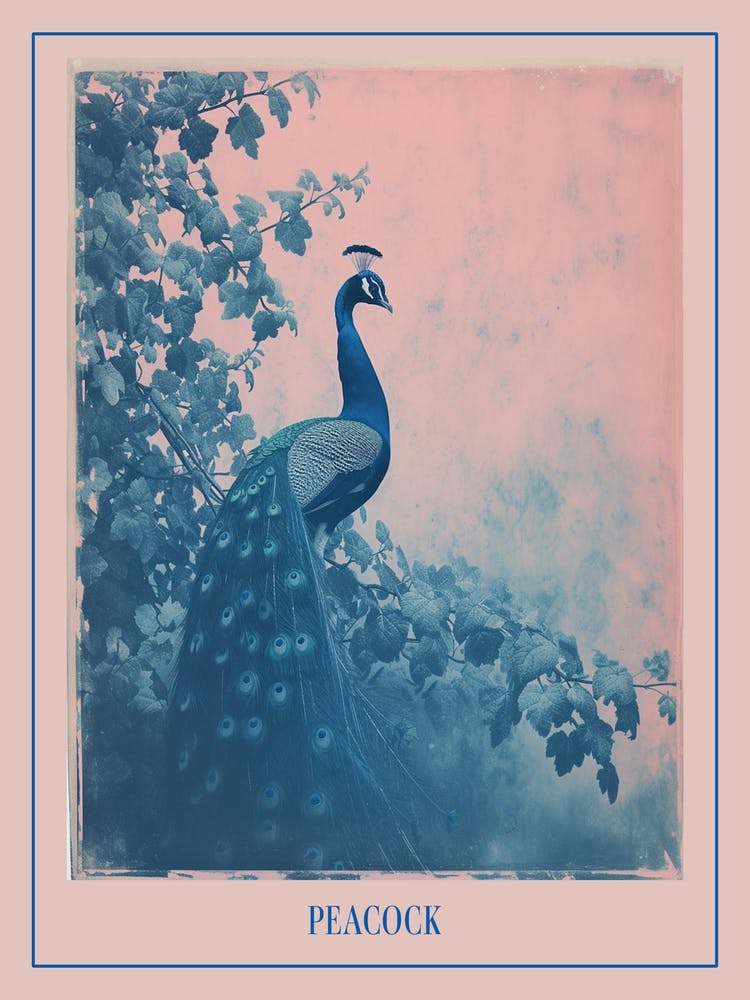 Blue & Pink Peacock Portrait 1 Poster