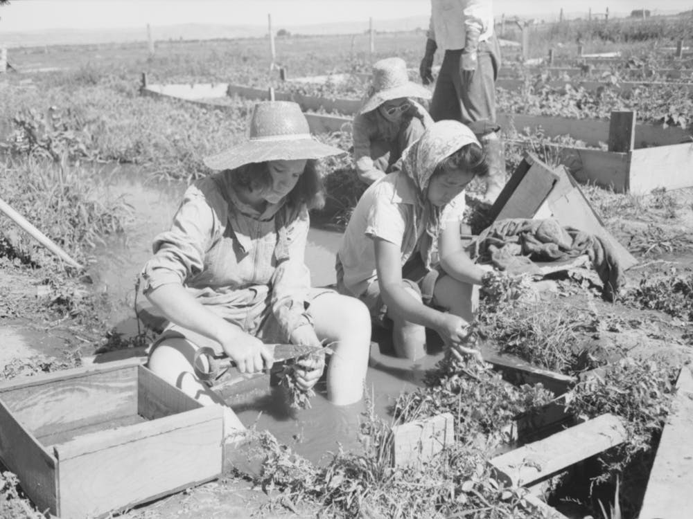 Malheur County, Oregon, Japanese American Girls Washing Celery Sprouts For Transplanting By Russell Lee