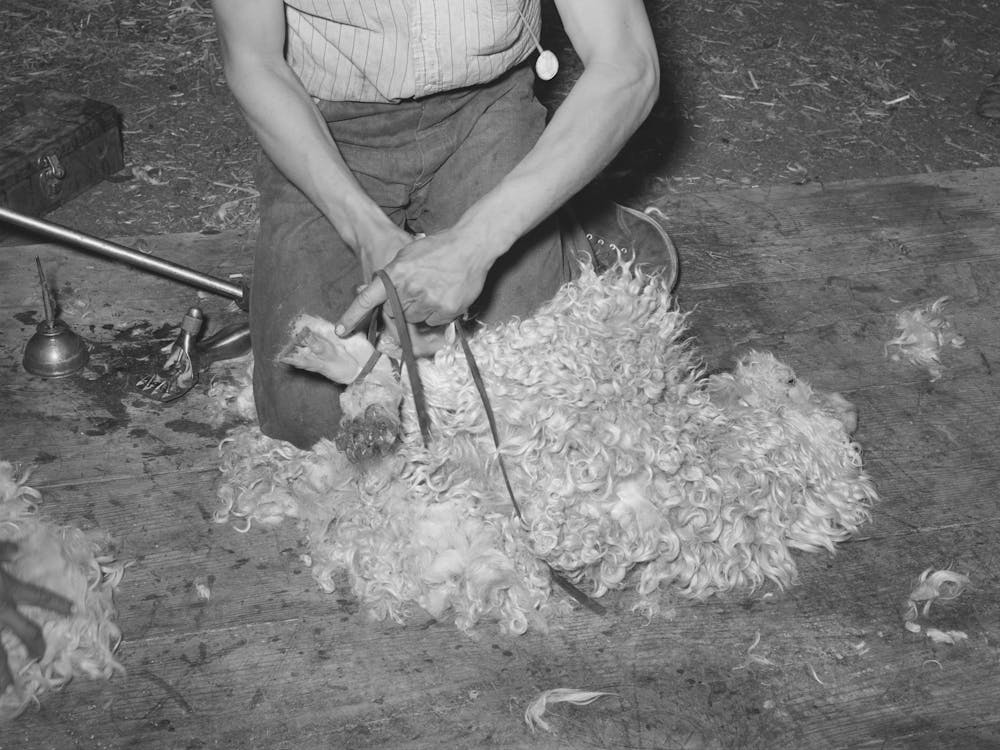 Tying Feet Of Goat With Leather Strap Before Shearing, Kimble County, Texas By Russell Lee