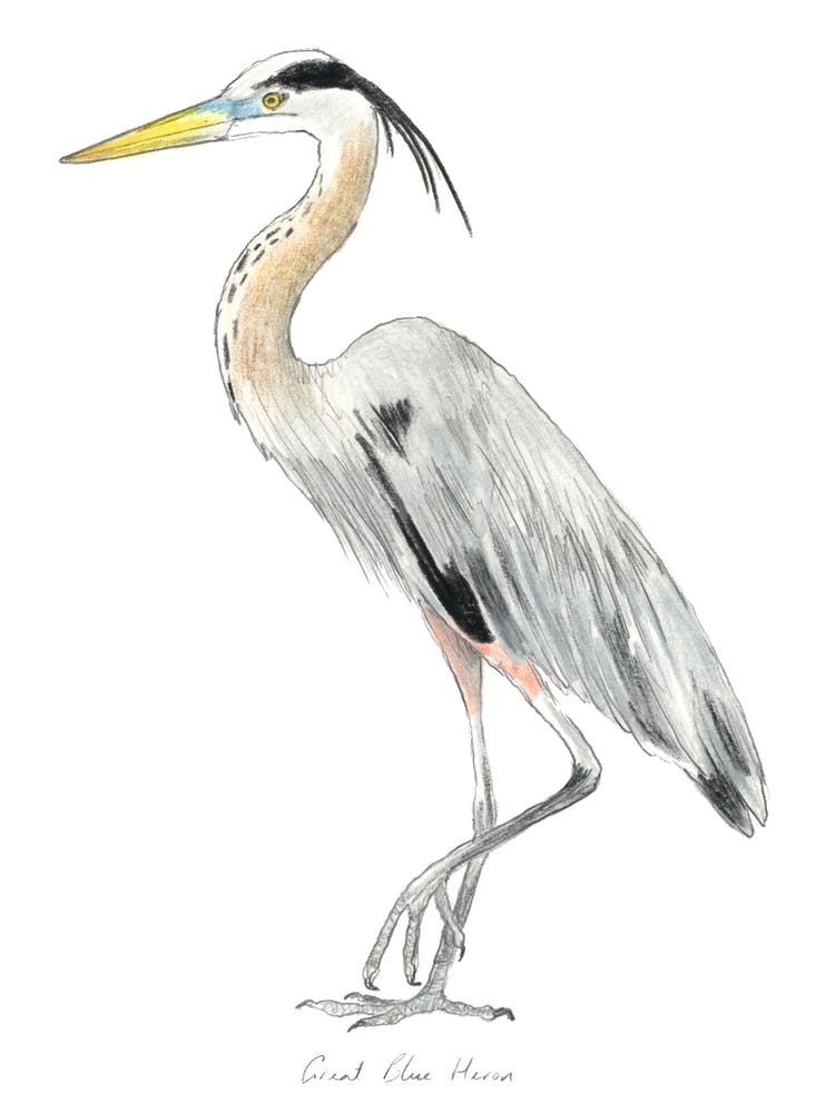 Heron Bird