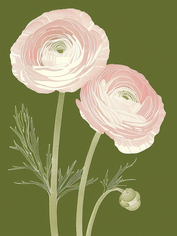 Pink & Green Ranunculus 2