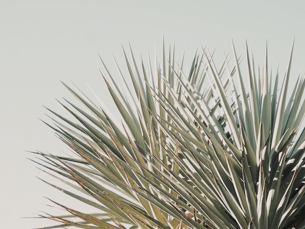 Minimalist Palm Leaves