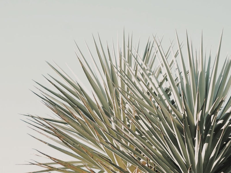 Feuilles De Palmiers Minimalistes