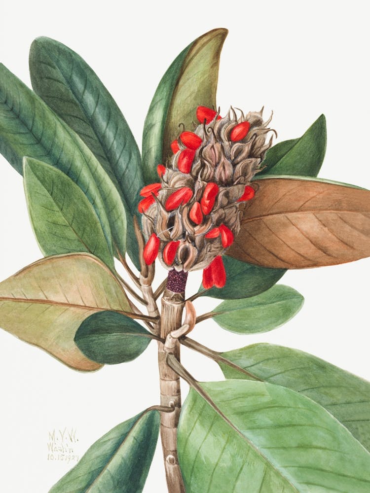 Vintage Botanical Mary Vaux Walcott _2732423