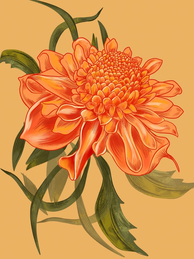 Waratah Orange Detailed Drawing