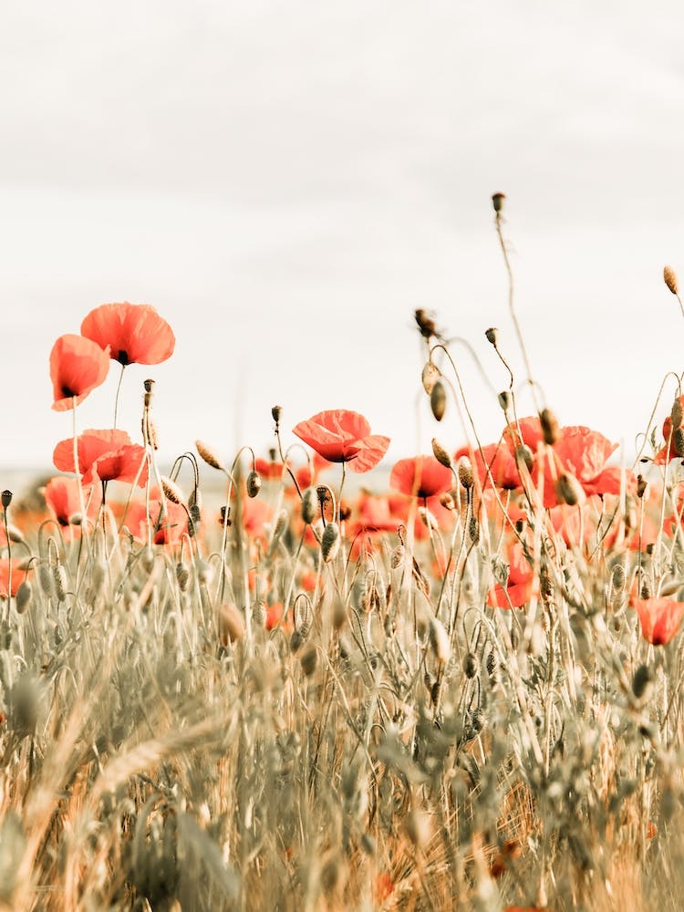 Poppy Flower Field