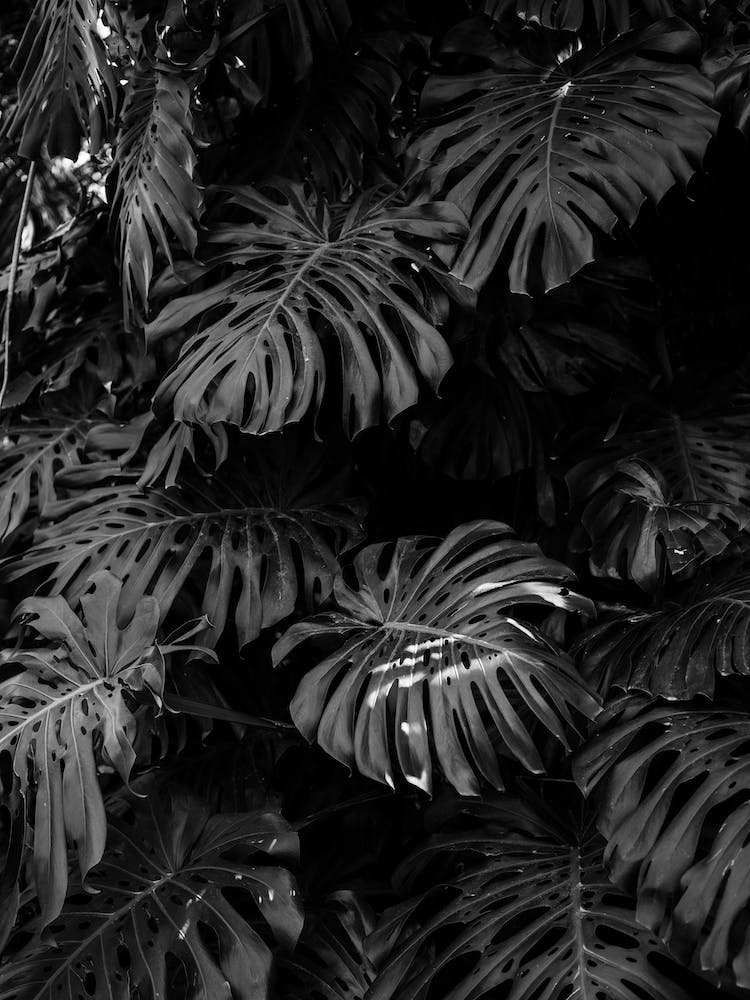 Monstera In Black And White