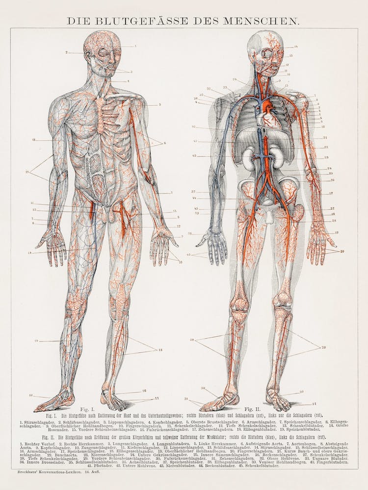 Antique Lithograph Of The Human