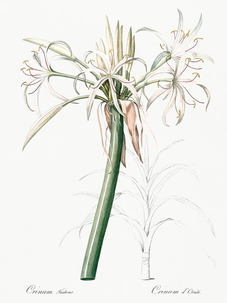 Poison Bulb, Pierre Joseph Redoute