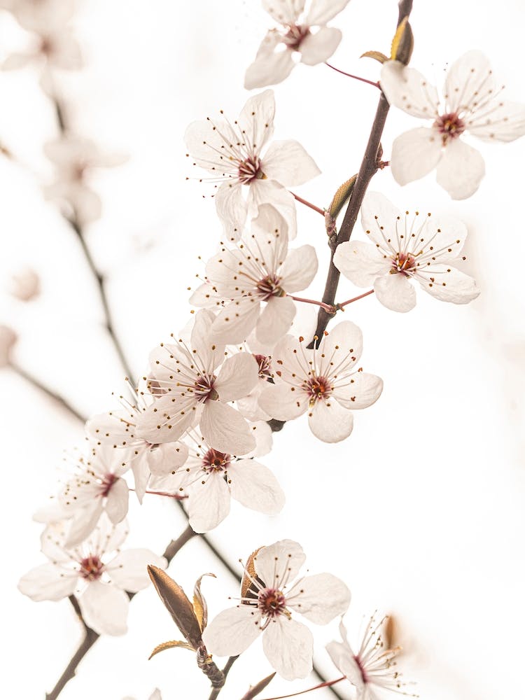 White Cherry Blossoms