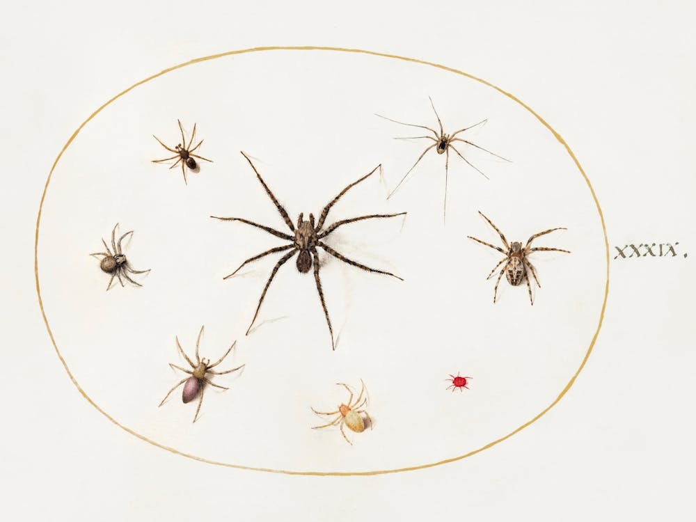 Eight Spiders (1575–1580), Joris Hoefnagel 1