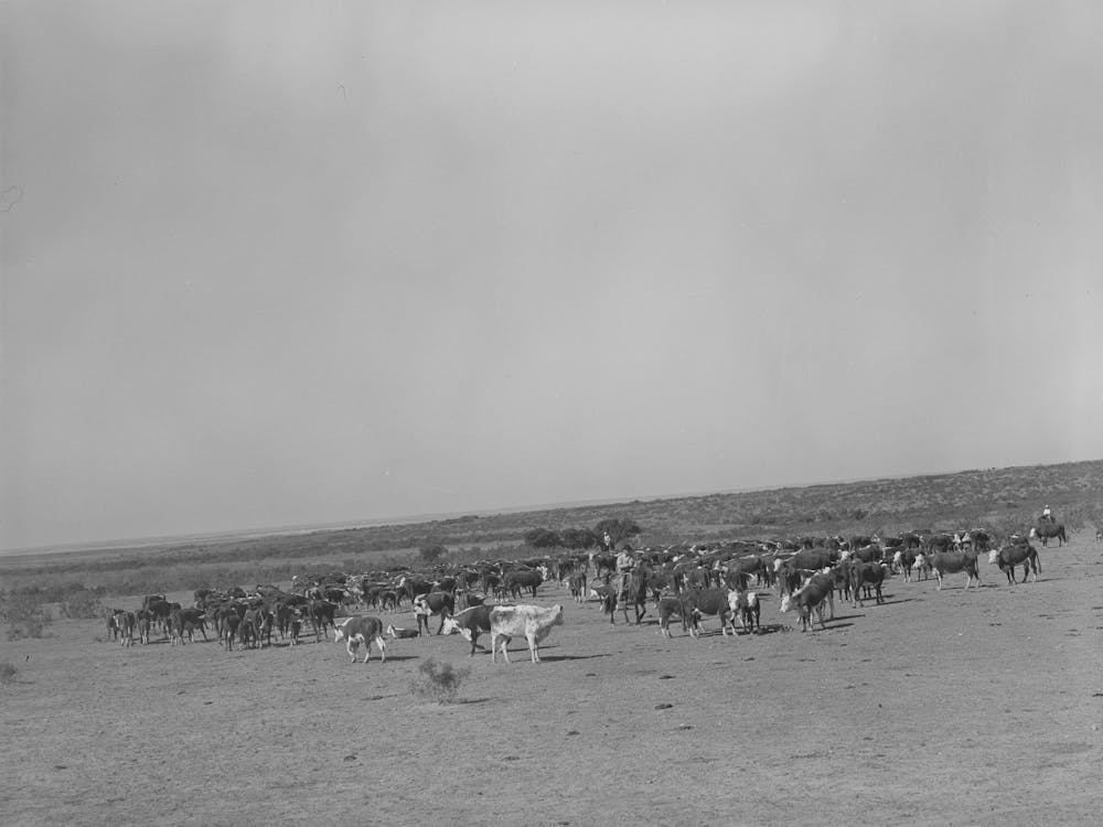 Roundup Of Cattle On Sms Ranch Near Spur, Texas By Russell Lee