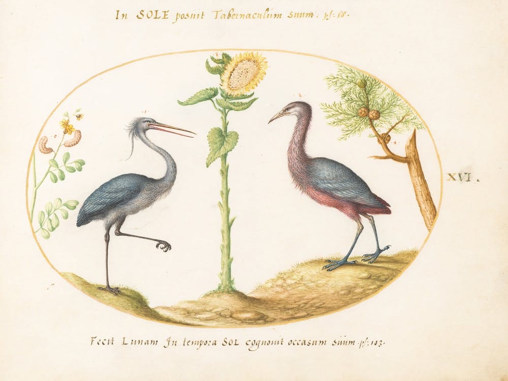 Animalia Volatilia et Amphibia (c. 1575-1580), Joris Hoefnagel (2) 2