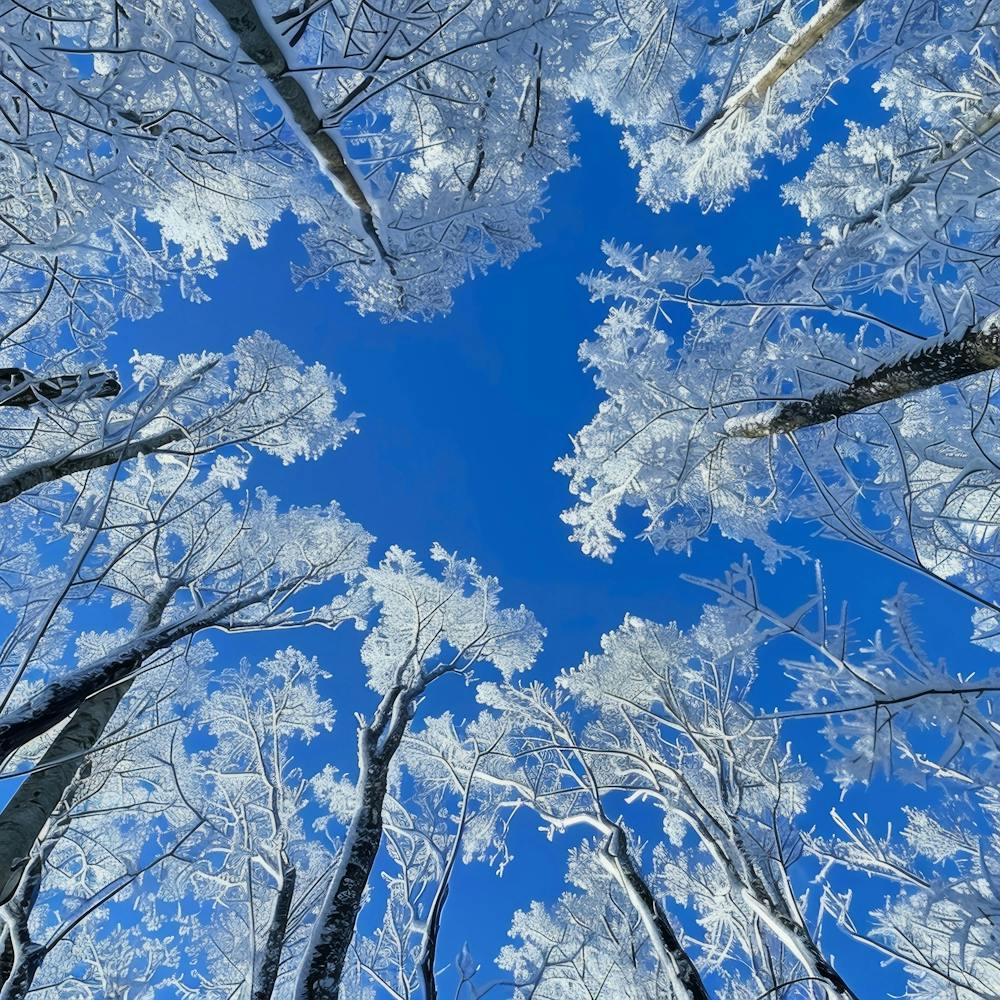Photo de forêt enneigée 1