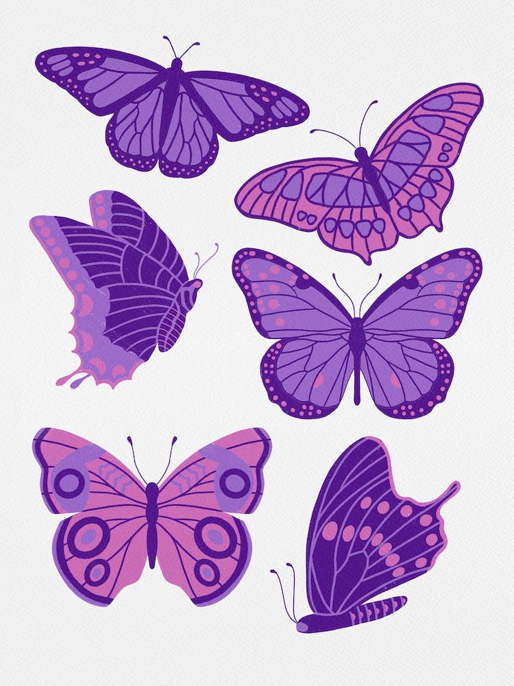 Texas Butterflies   Purple And Pink