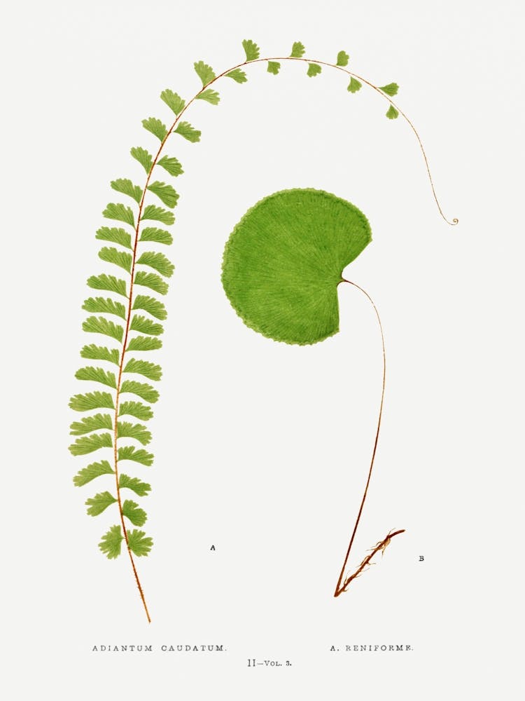 Fern Leaf