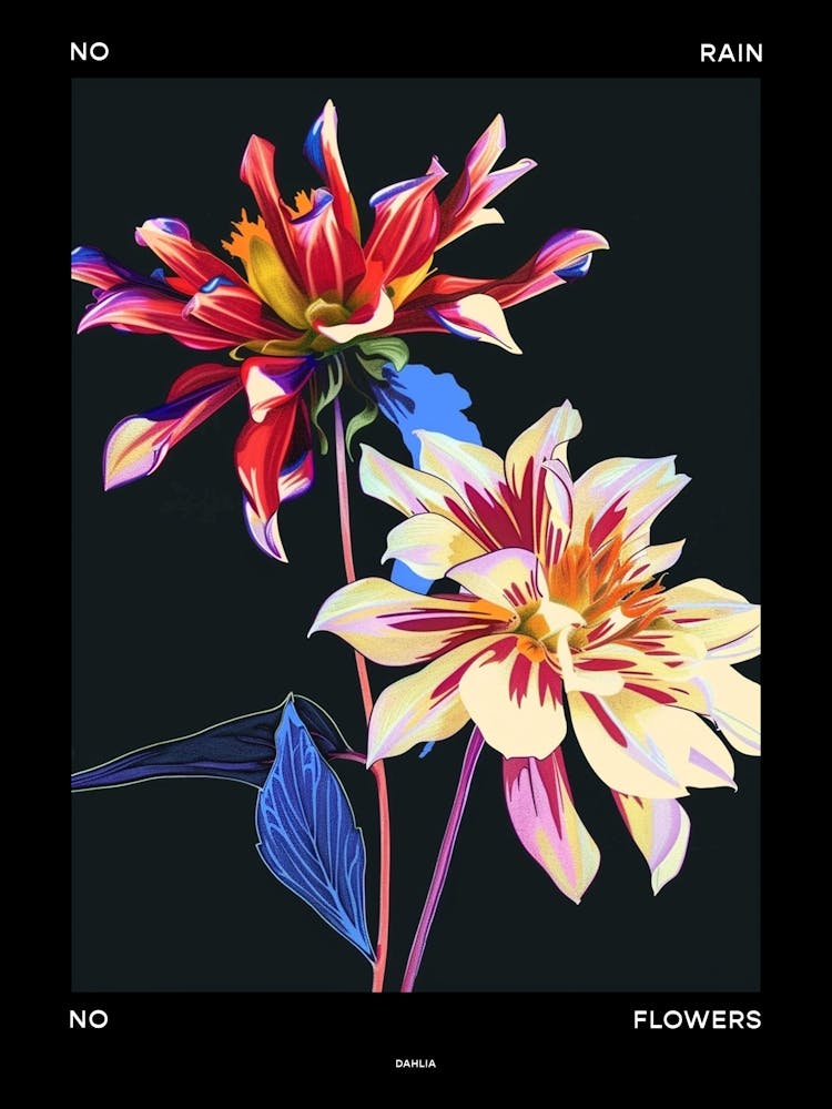 No Rain No Flowers Poster Dahlia 1