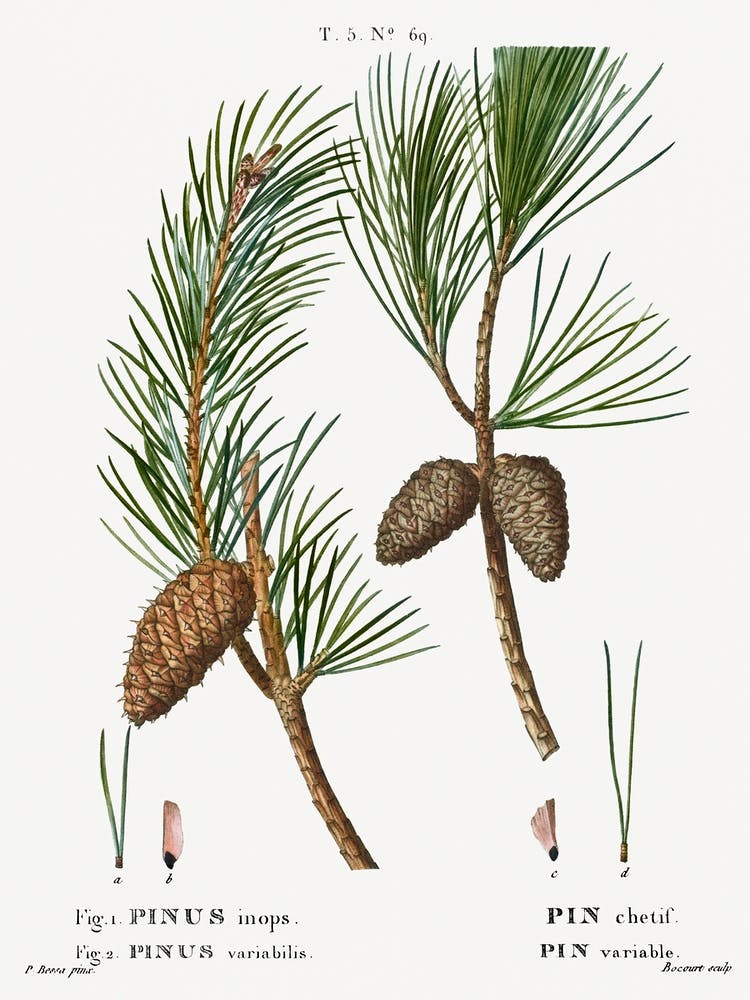 Virginia Pine, Pierre Joseph Redoute